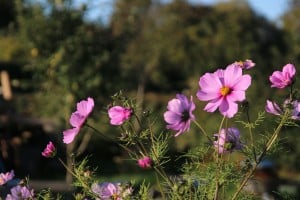 flowers