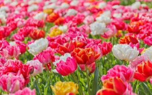 6900317-vivid-flowers